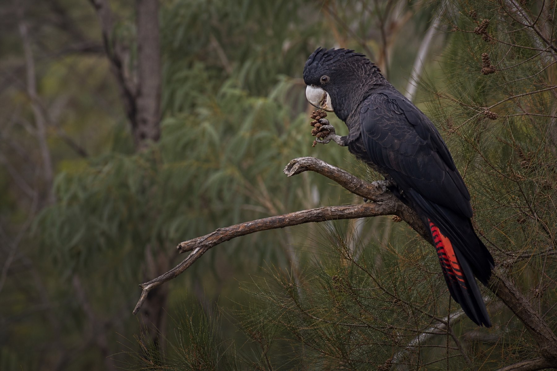 Black cockatoos back over the ridge