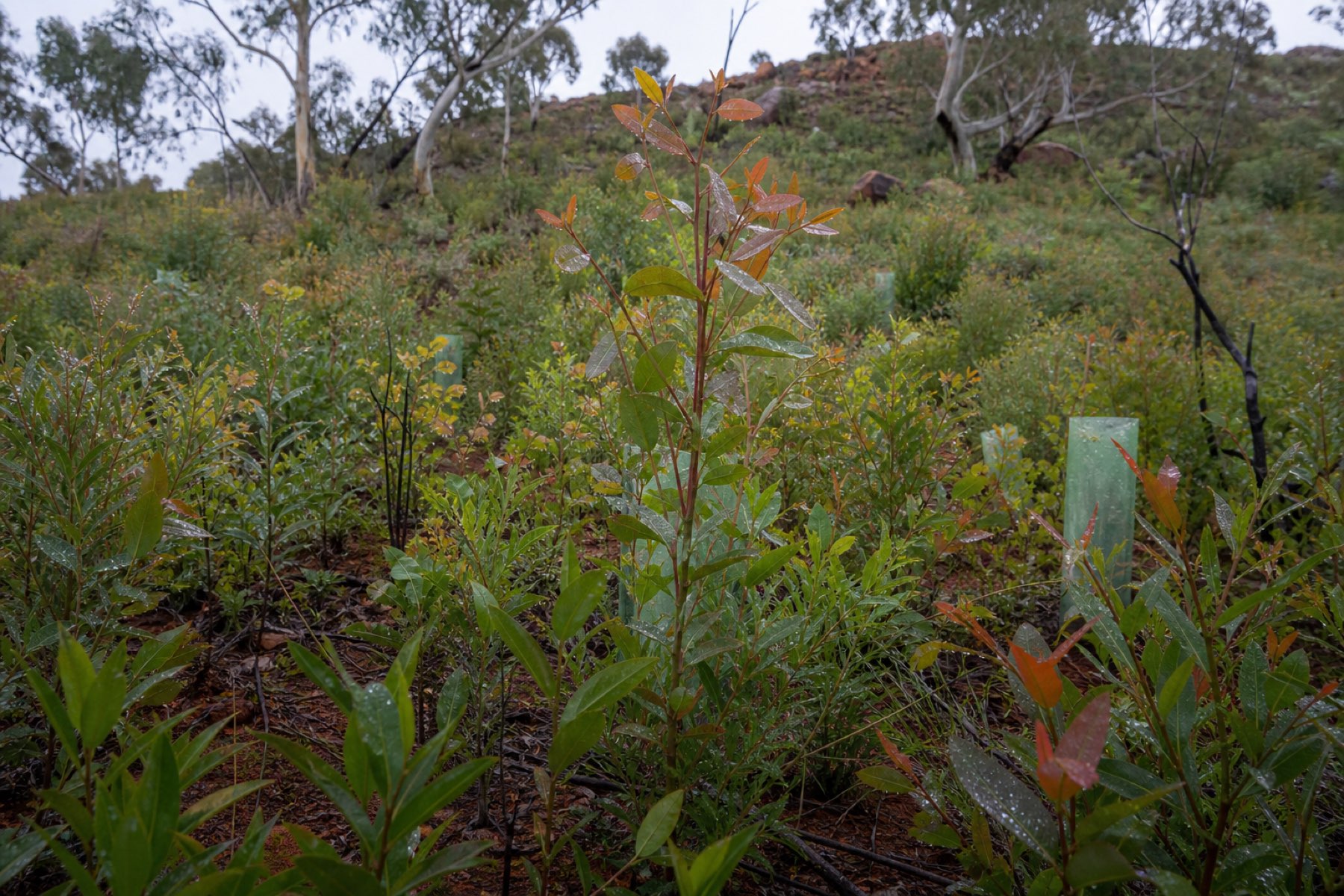 Rain on new growth