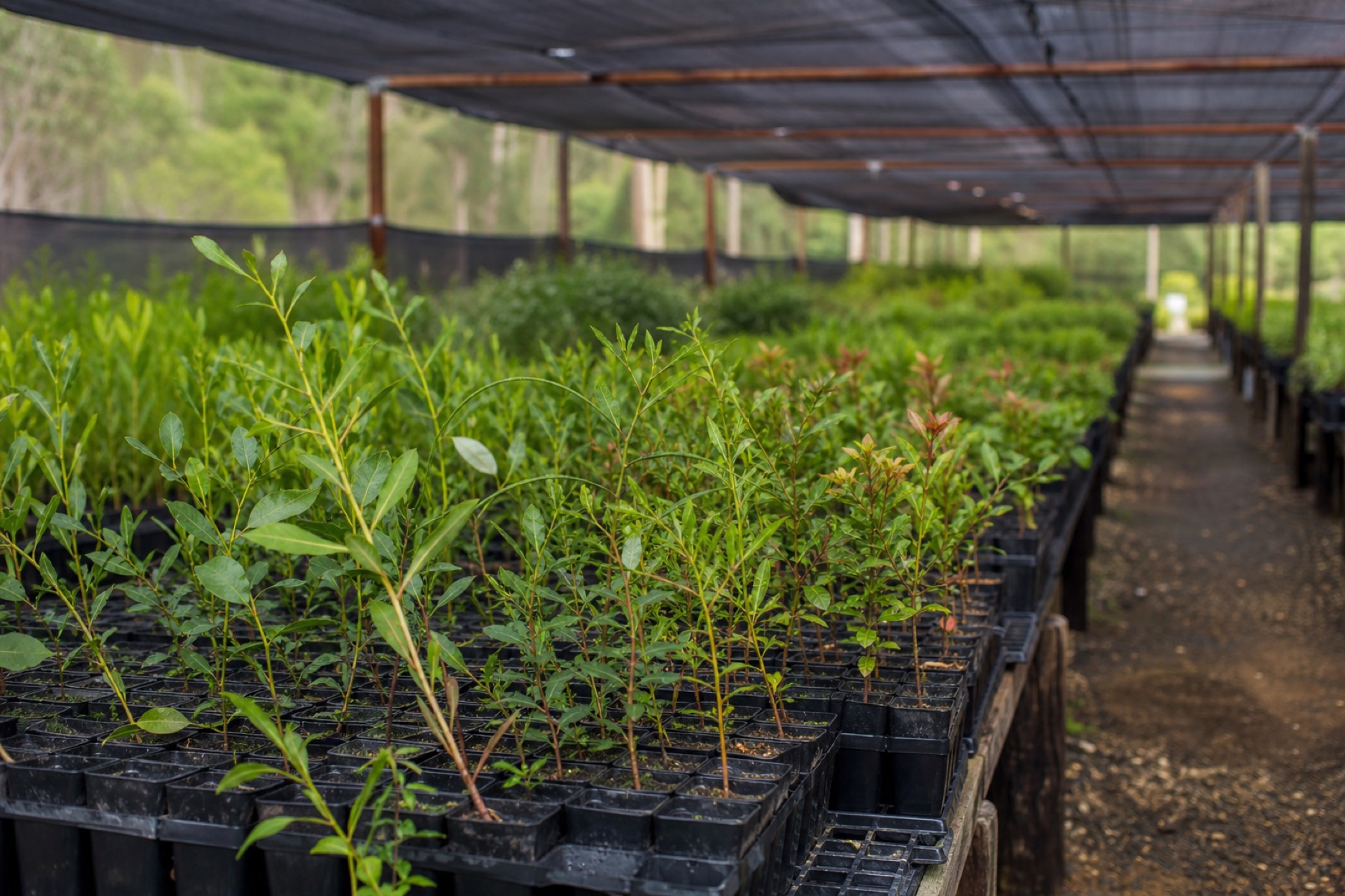 The next season, waiting in the nursery