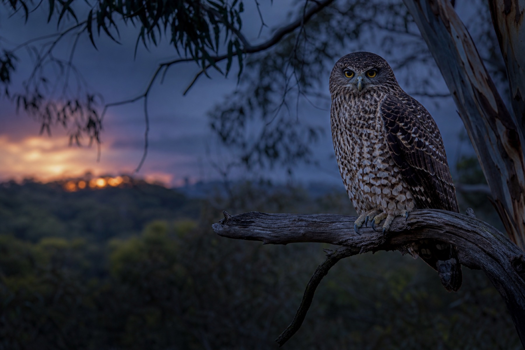 The powerful owl, calling after dark once more