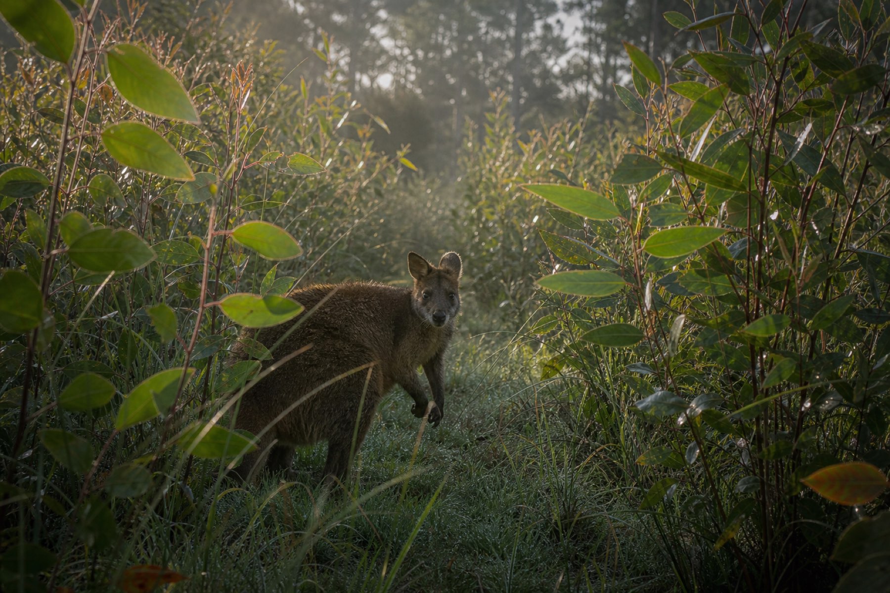 A swamp wallaby in the young growth