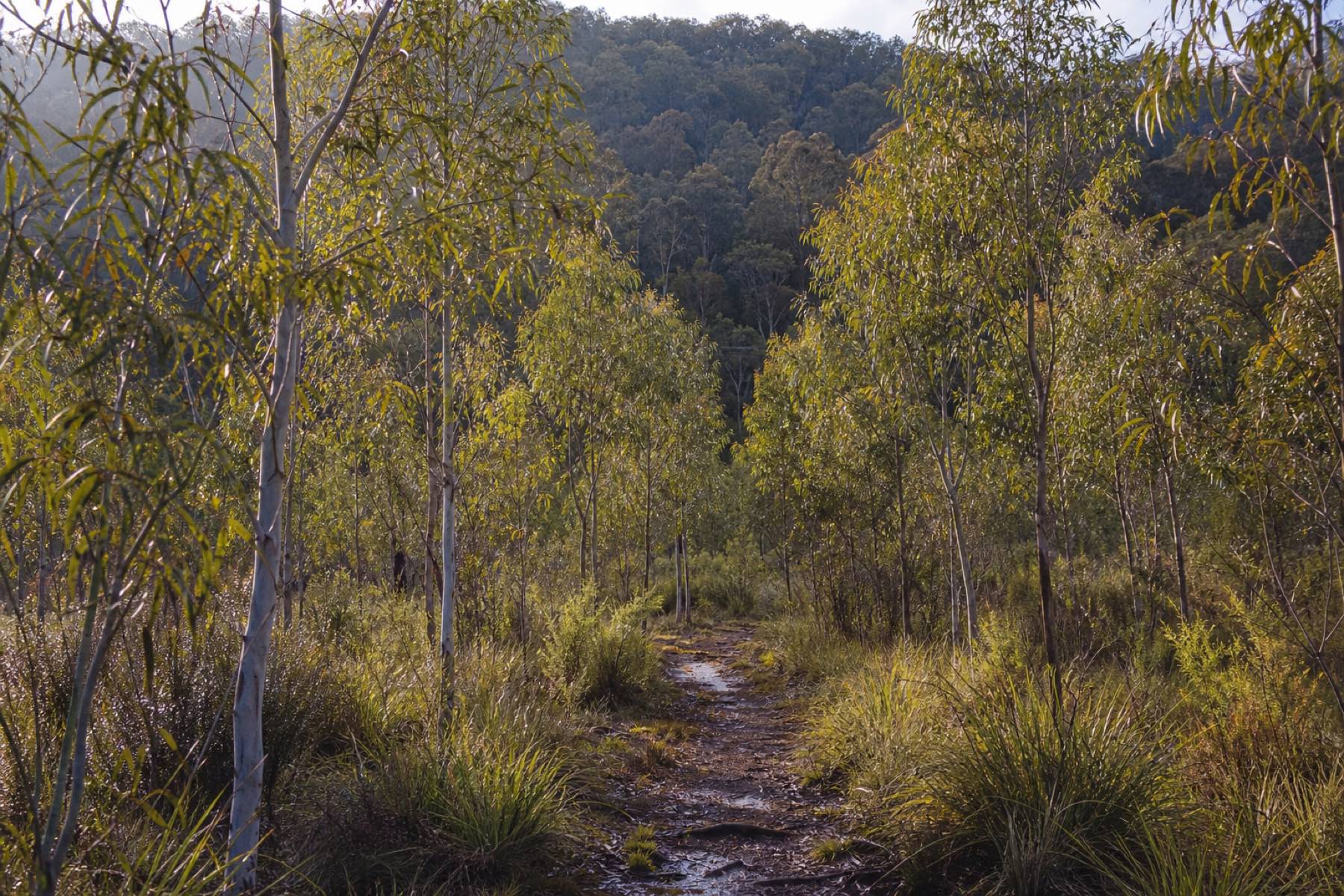 A grove planted three winters ago, already closing over